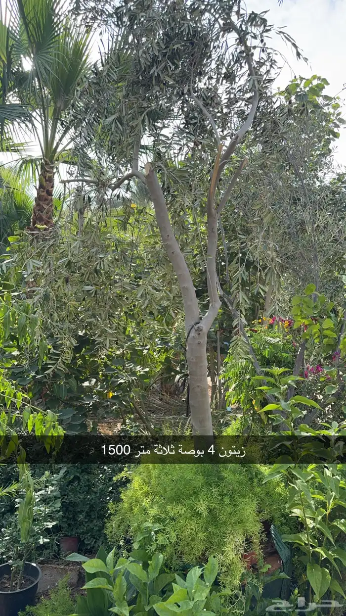 شتلات تبدا من 10 ريال الرياض توصيل مجاني مشتل الرياض 3