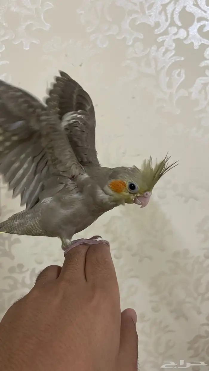 فرخ كروان حجم سوبر جامبو اليف وهدد ( تم البيع) 2