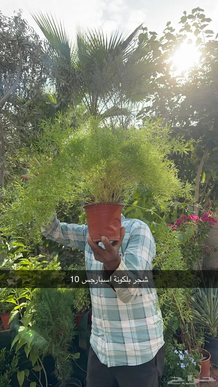 شتلات تبدا من 10 ريال الرياض توصيل مجاني مشتل الرياض 63