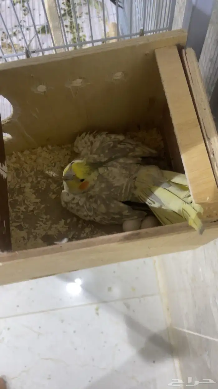 زوج كروان منتج 2