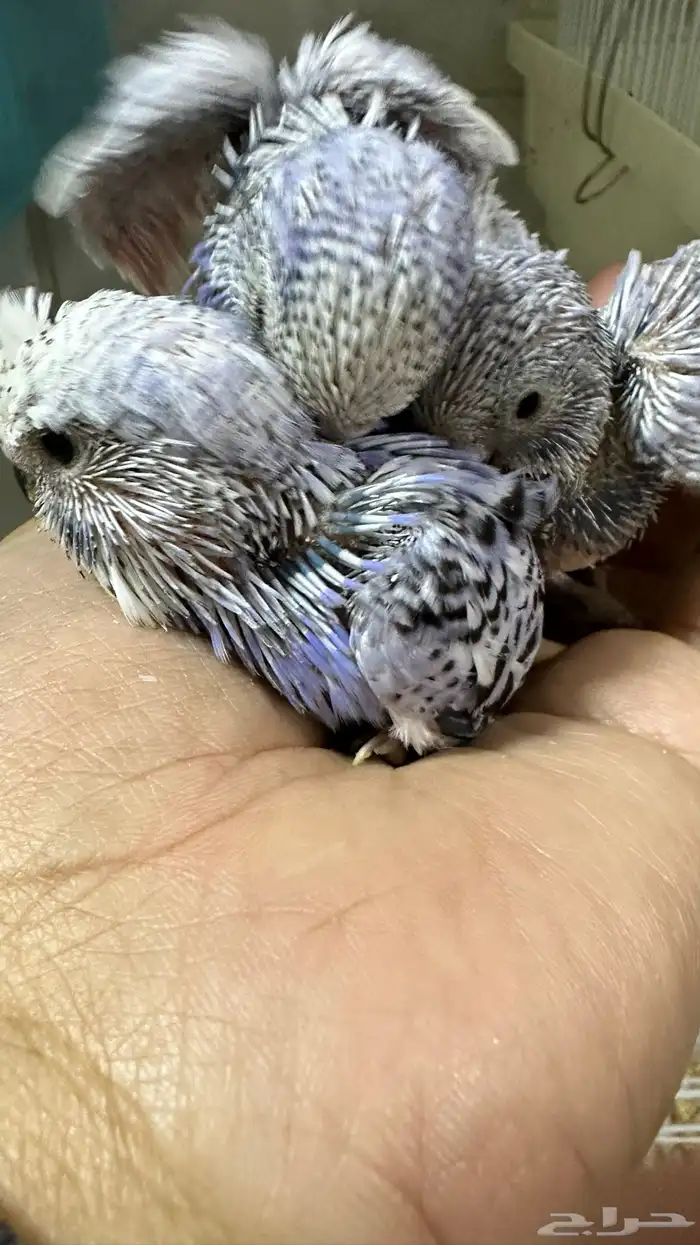 فروخ بادجي غر 34