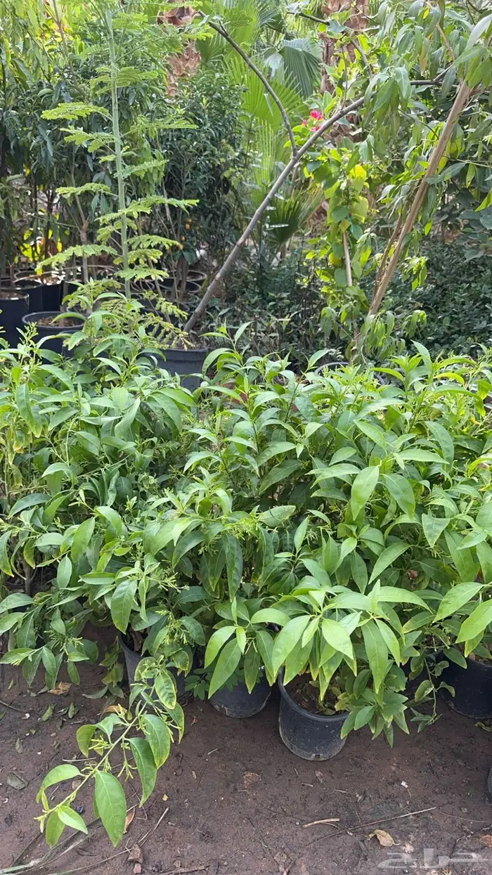 شتلات تبدا من 10 ريال الرياض توصيل مجاني مشتل الرياض 59