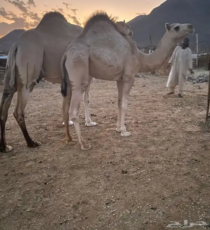 قعود فل الفل للبيع 2