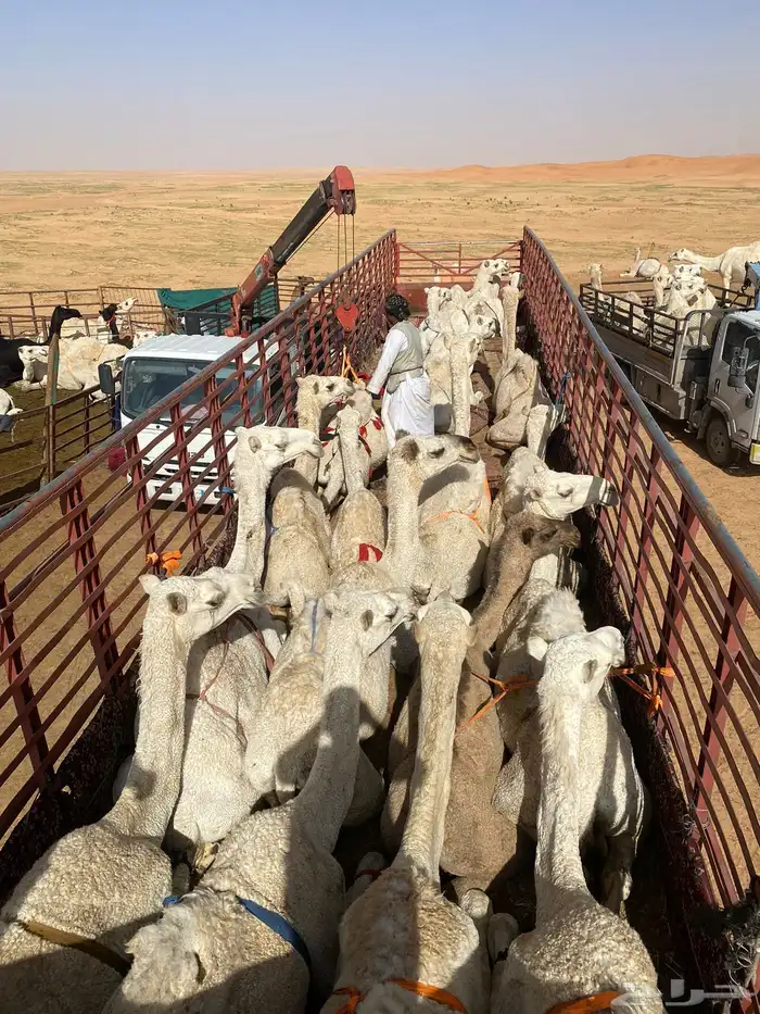 نقل ابل هجن مطايا 5