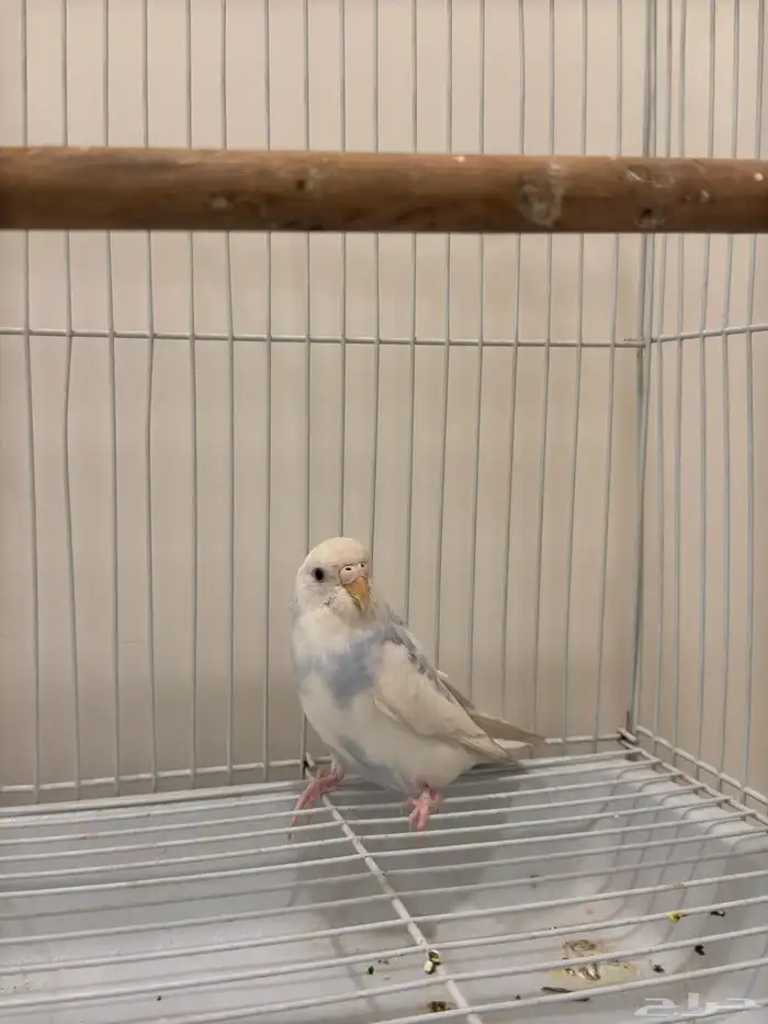 انثى بادجي 0