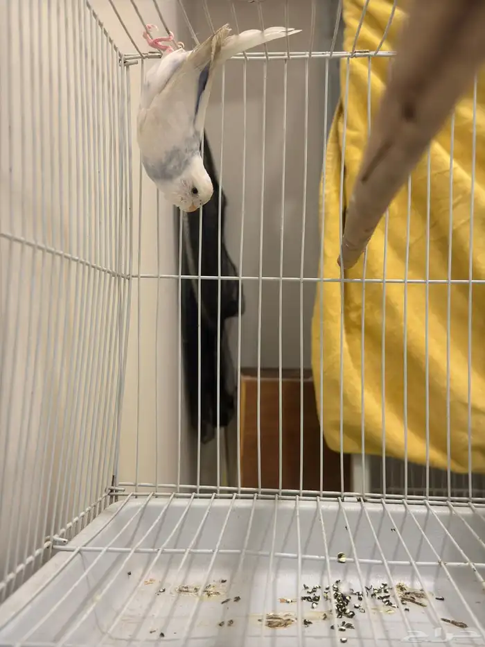 انثى بادجي 2