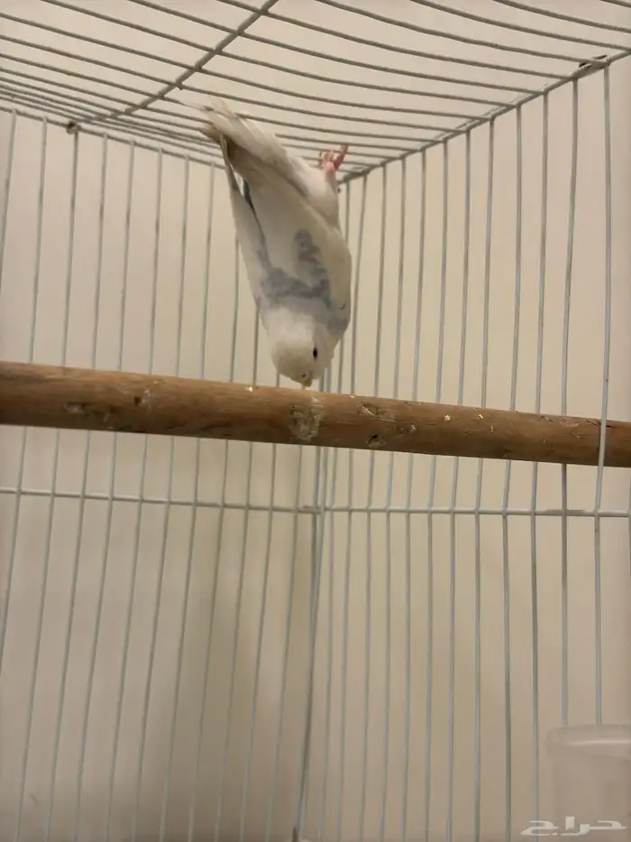 انثى بادجي 3