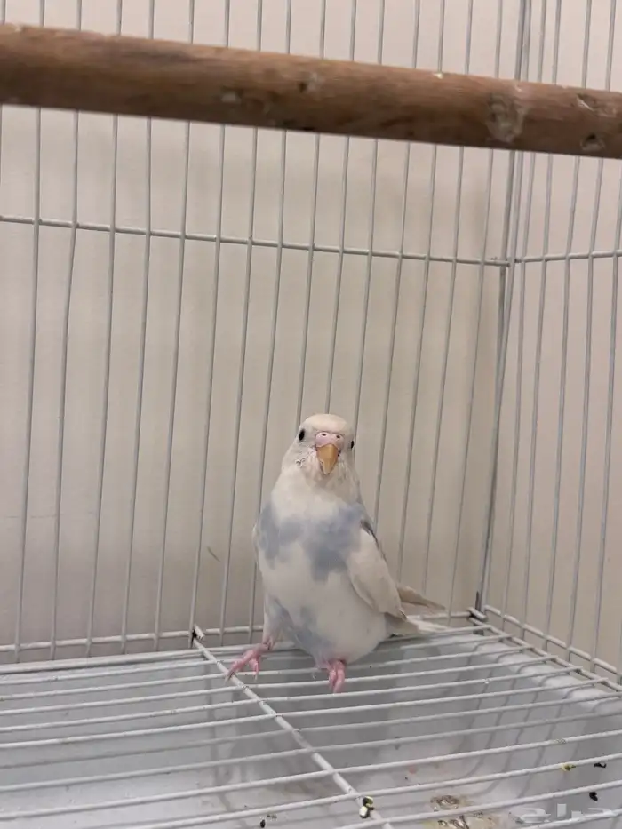 انثى بادجي 1