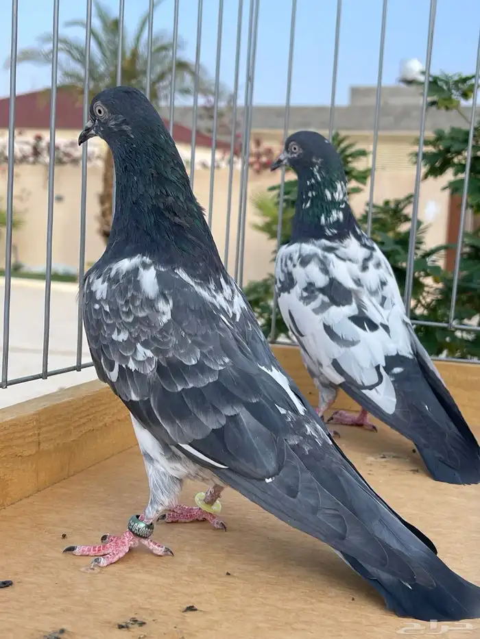 للبيع جوز رام 2