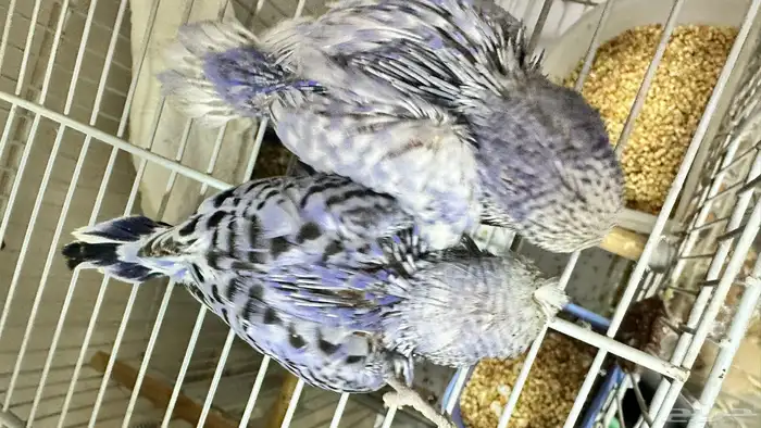 فروخ بادجي غر 31