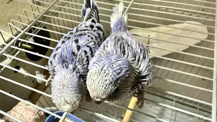 فروخ بادجي غر 32