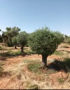 اشجار الزيتون والنخيل الزينه 0