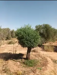 اشجار الزيتون والنخيل الزينه 1