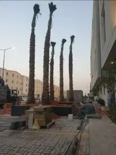 اشجار الزيتون والنخيل الزينه 3