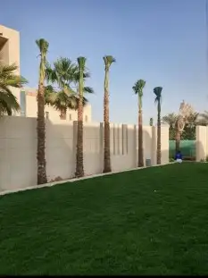 اشجار الزيتون والنخيل الزينه 2