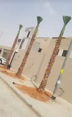 اشجار الزيتون والنخيل الزينه 4