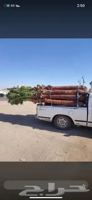 لدينا جميع انواع النخيل العربي المثمرة 5