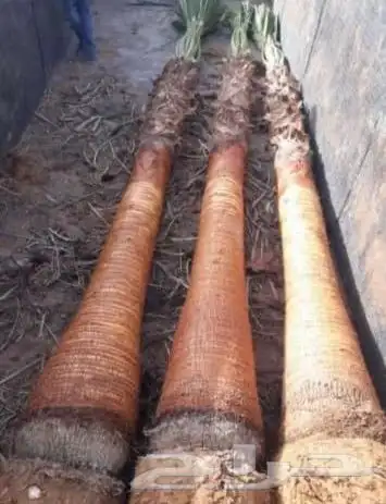 نخل واشنطوني زينه 2