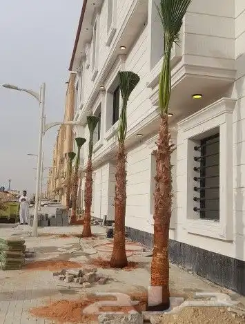 نخل واشنطوني زينه 7