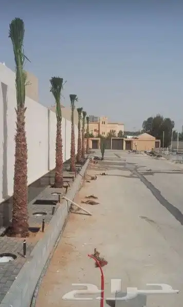 نخل واشنطوني زينه 8