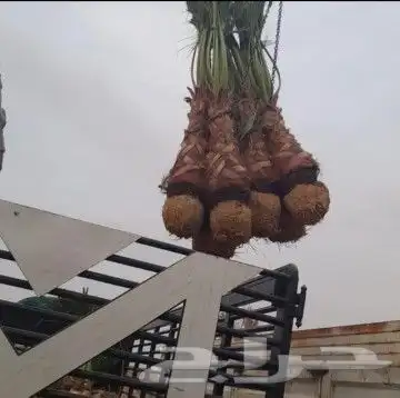 نخل واشنطوني زينه 4