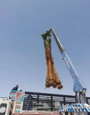 نخل واشنطوني زينه 3
