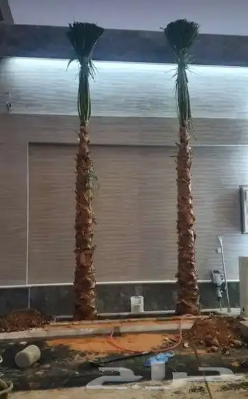 نخل واشنطوني زينه 15