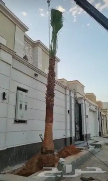 نخل واشنطوني زينه 5