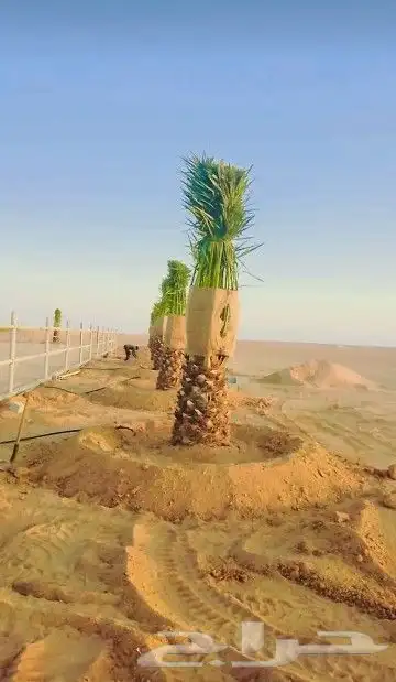 نخل لبيع موصل لموقع المطلوب لتوصل جوال 10