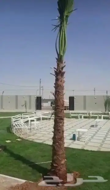 نخل واشنطوني زينه 16