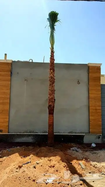 نخل واشنطوني زينه 14