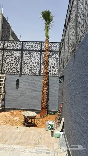نخل واشنطوني زينه 13
