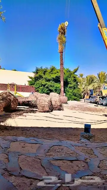 نخل للبيع جميع المقاسات 9