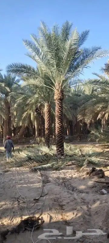 نخل للبيع جميع المقاسات 1