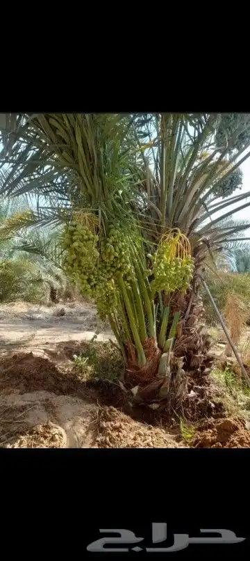 يوجد لدينا جميع أنواع النخيل المثمر والزينه 2