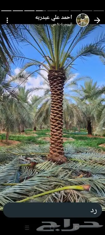 يوجد لدينا جميع أنواع النخيل المثمر والزينه 1