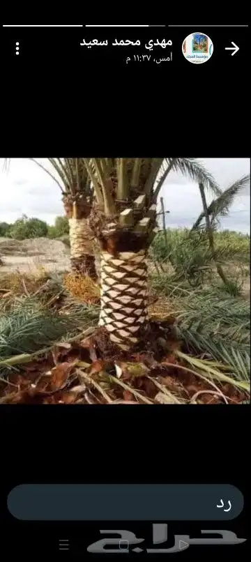 يوجد لدينا جميع أنواع النخيل المثمر والزينه 3