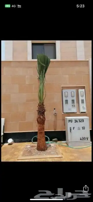 نخل واشنطوني زينه 9