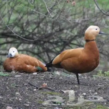 نوادر البط رودي شهرمان الاحمر 1