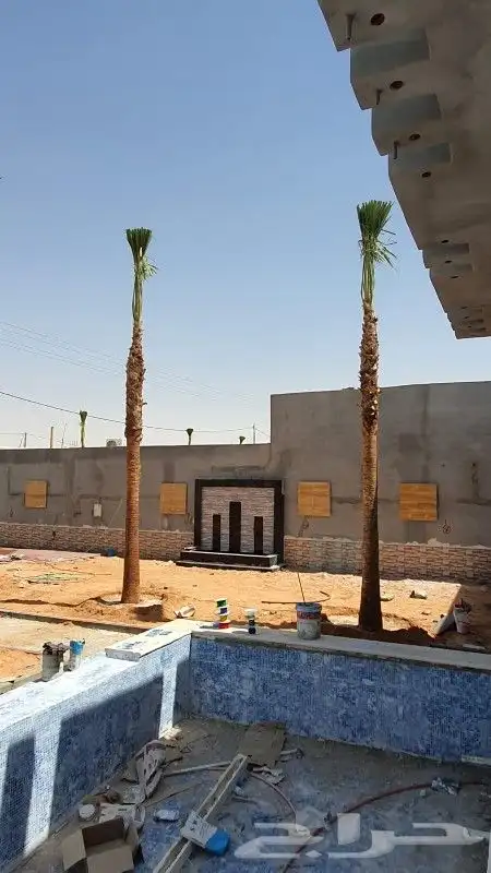نخل واشنطوني زينه 10