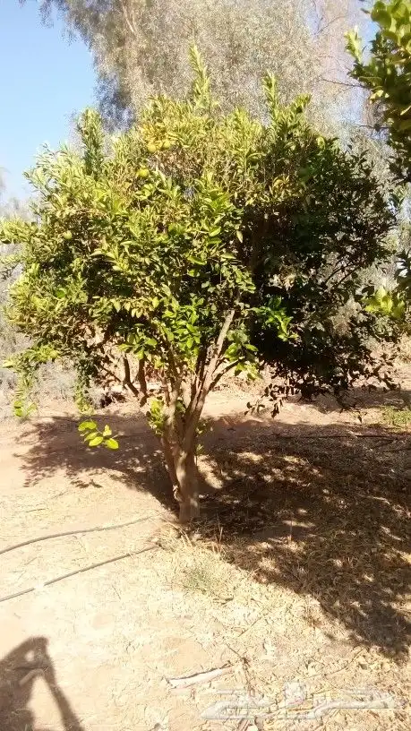 ابو عبدالله لتوريد الاشجار المثمرة توصيل لاجميع المناطق 3