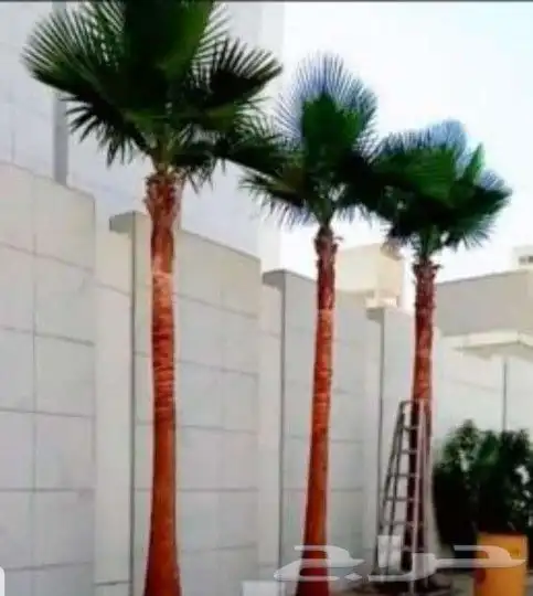 نخل واشنطوني زينه 11