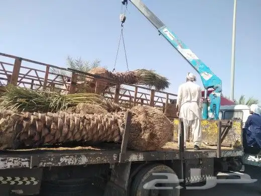 نخل للبيع جميع المقاسات 3