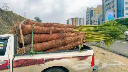يوجد لدينا جميع أنواع النخيل المثمر والزينه 8