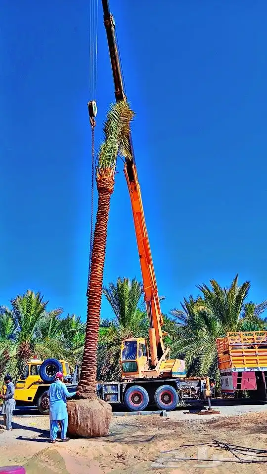 نخل للبيع جميع المقاسات 8