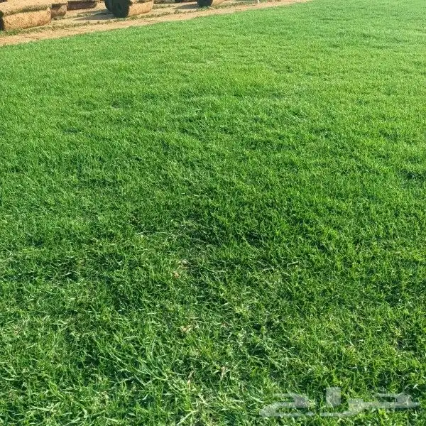 تنسيق حدائق حديثه 3