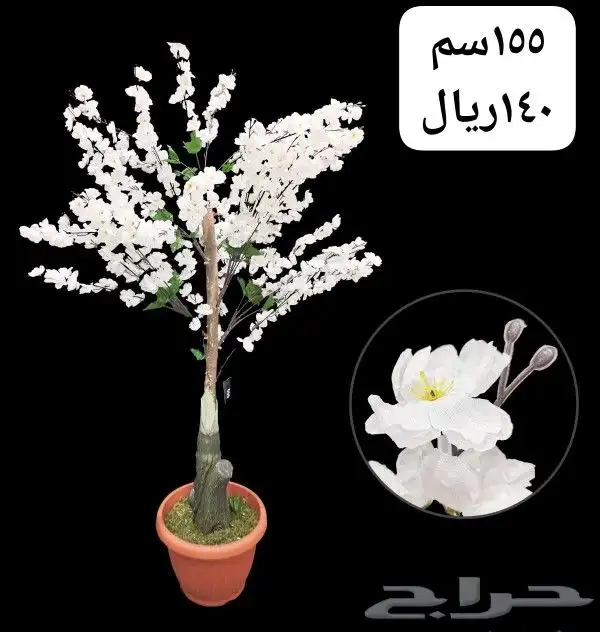 شجر بورد ملون 15