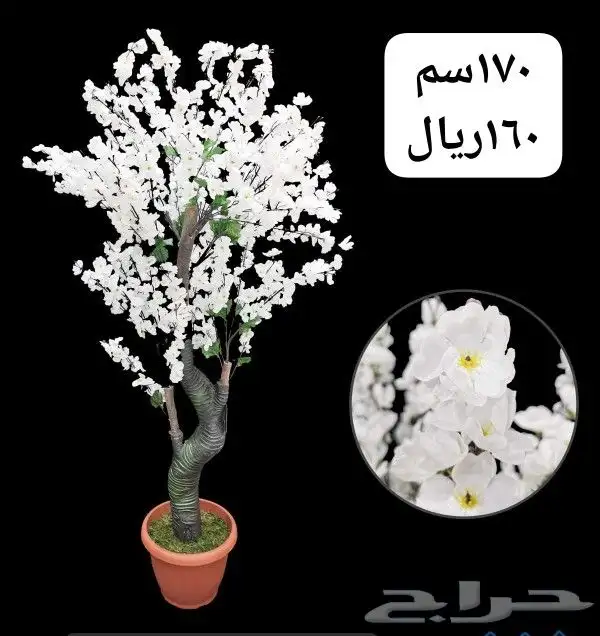 شجر بورد ملون 17