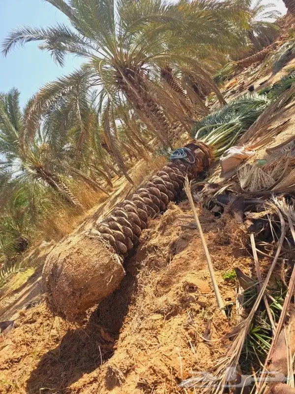 نخل للبيع جميع المقاسات 7