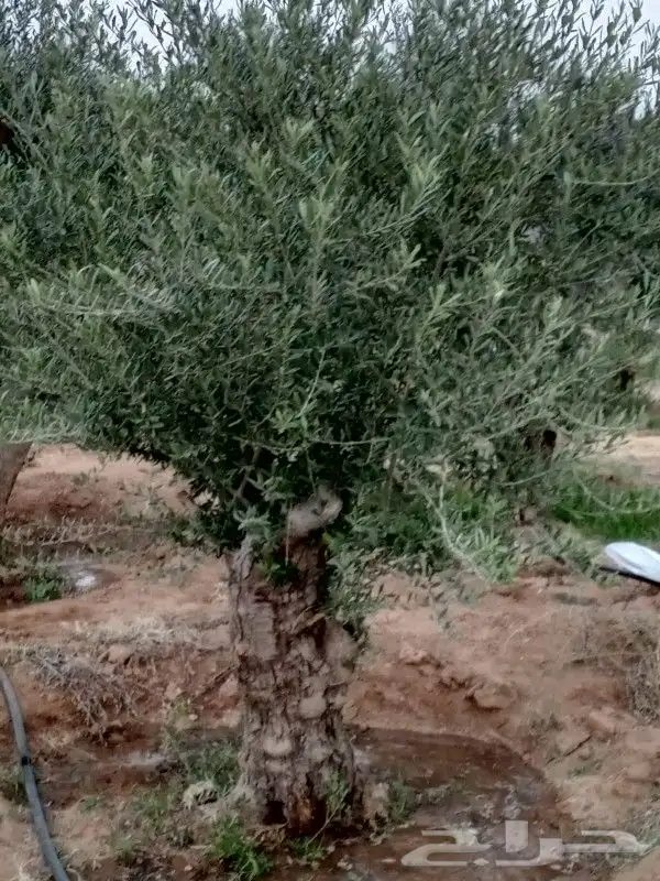اشجار زيتون 2